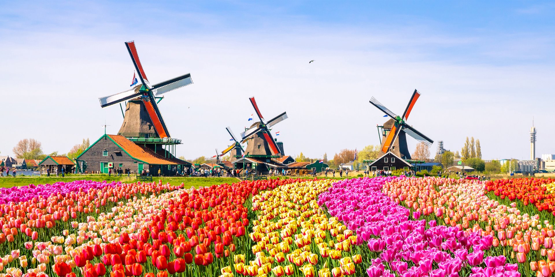 Amsterdam Windmills and Tulip - Rhine River Cruise