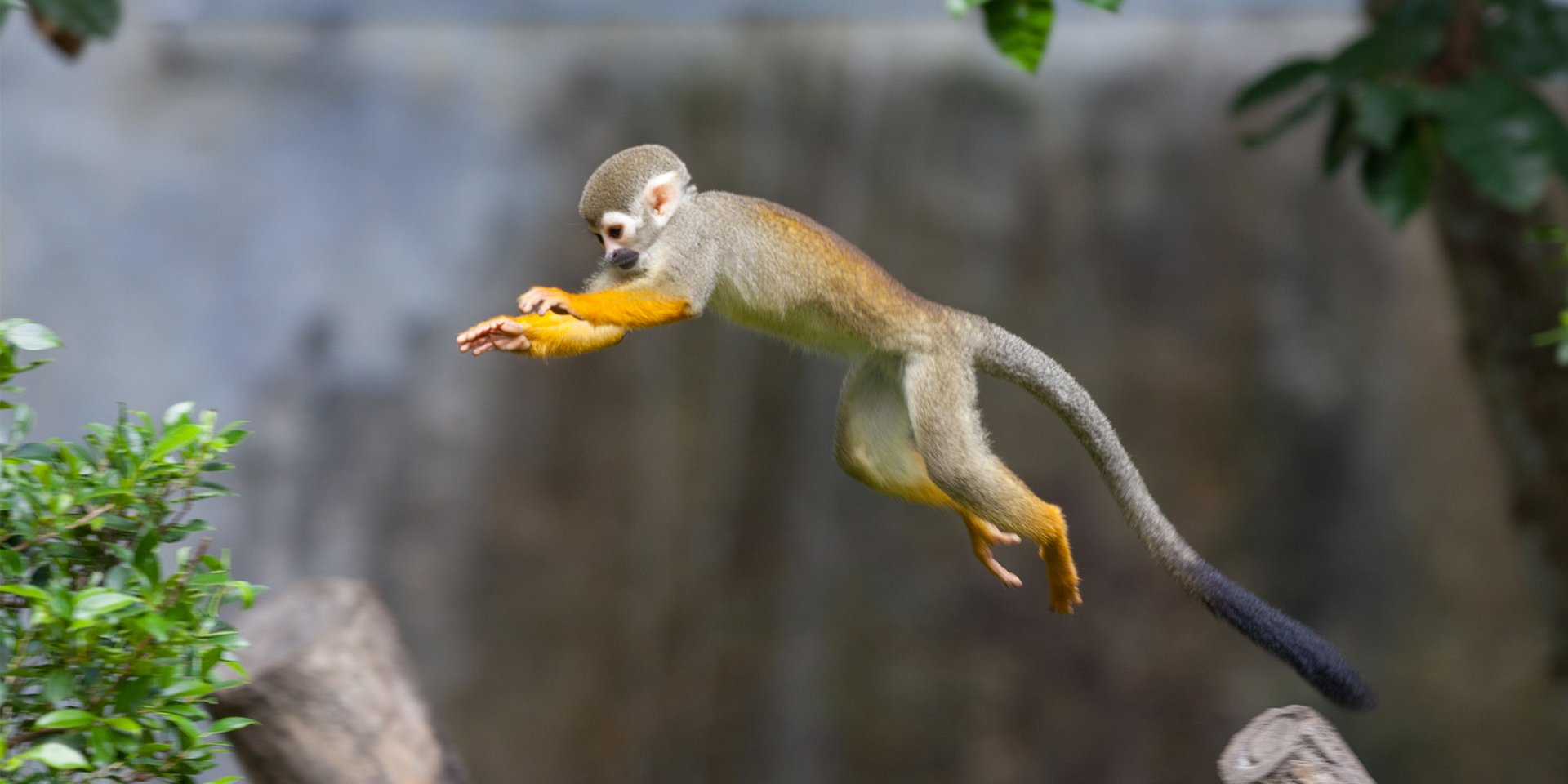 squirrel monkey in peru