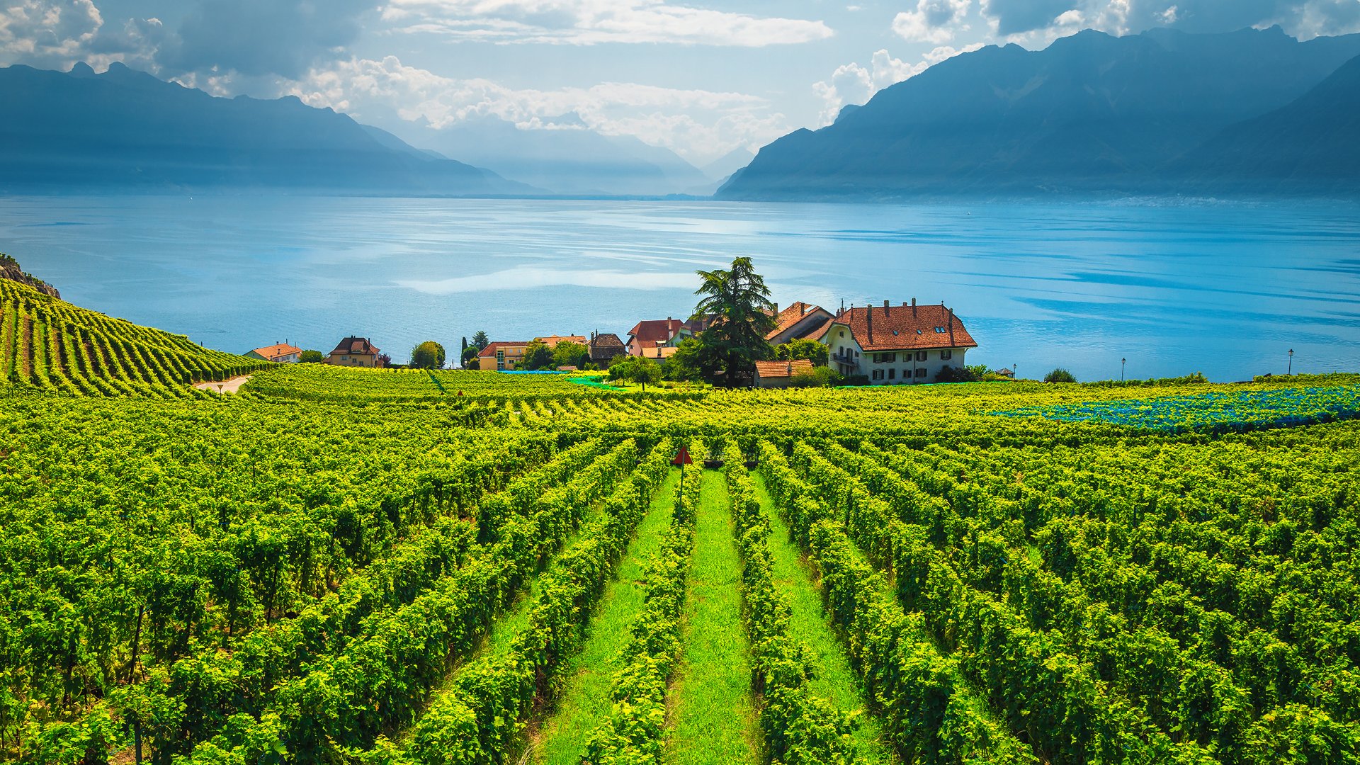 Visit vineyards on the shore of lake Geneva, Switzerland