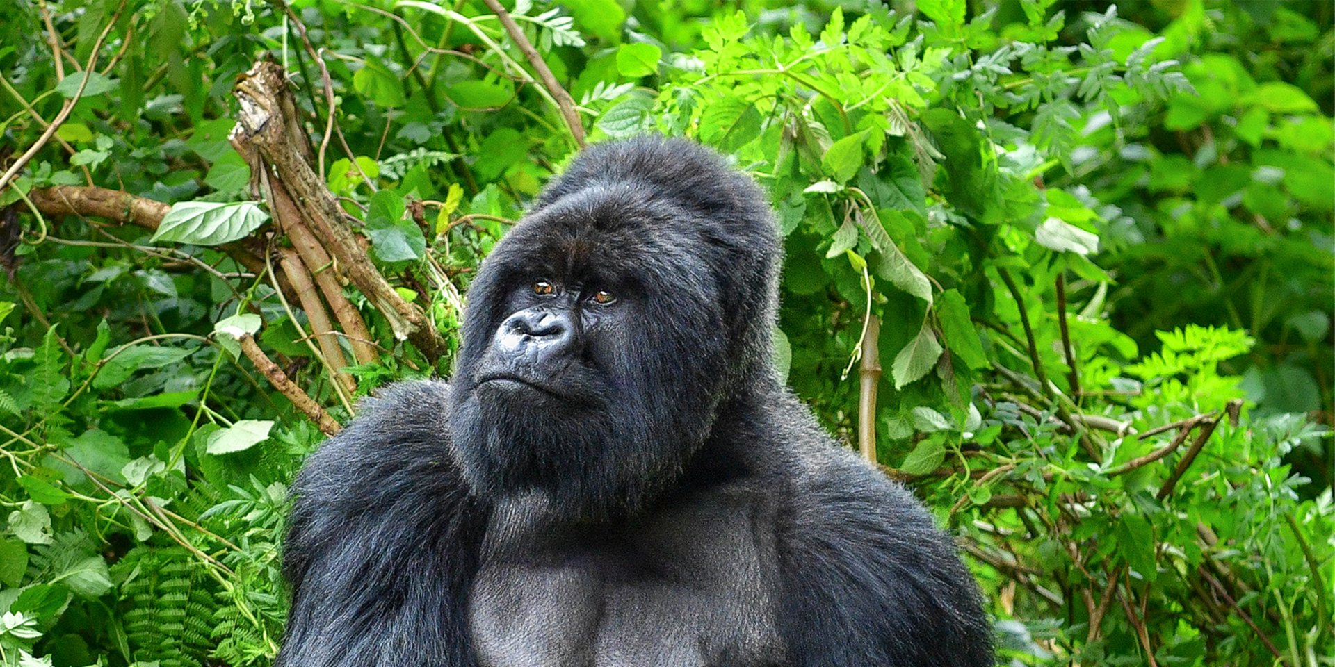silverback gorilla in rwanda