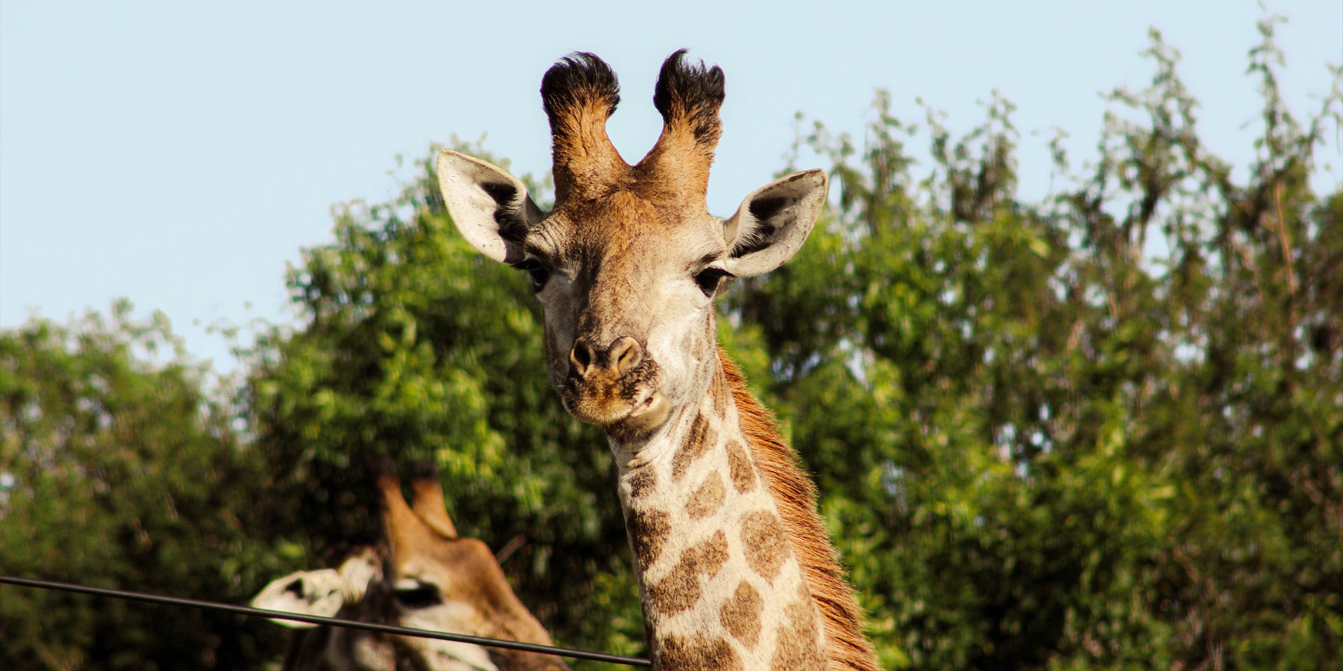 giraffe sighting during a game drive in south africa.