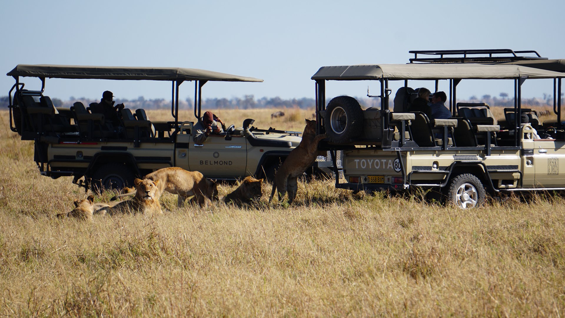african safari game drive in chobe national park
