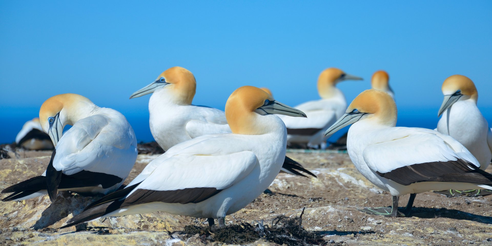 gannet colony, cape kidnappers, new Zealand