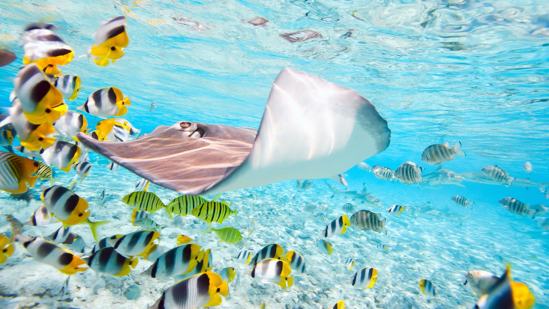 capture unforgettable underwater photos during your bora bora vacation