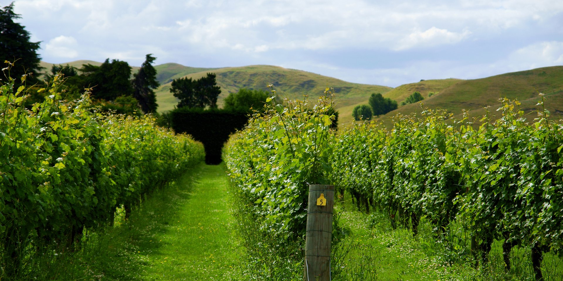 napier winery, new zealand