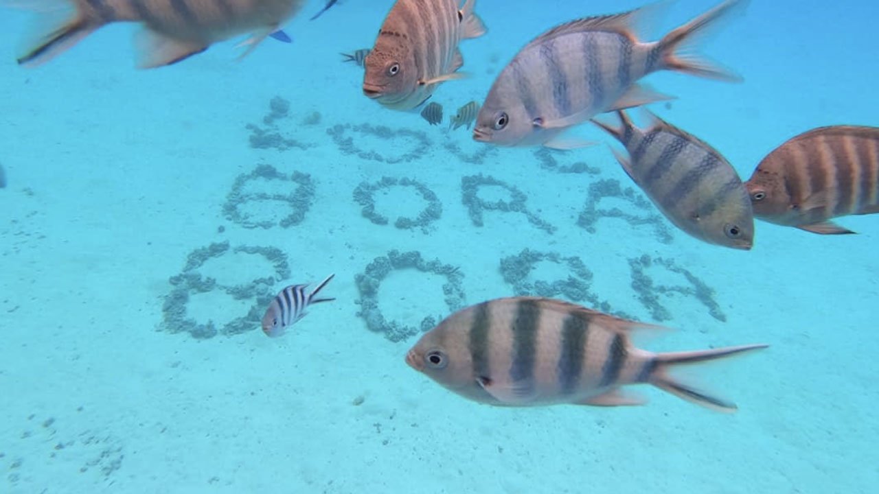 take a snorkeling excursion in bora bora