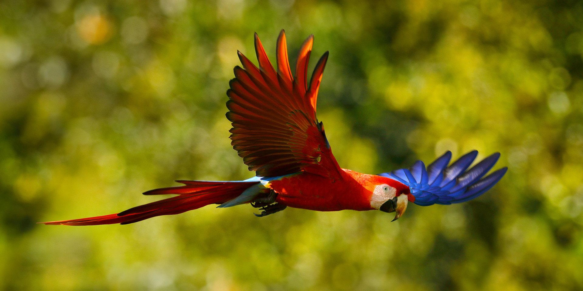 journey along the amazon river