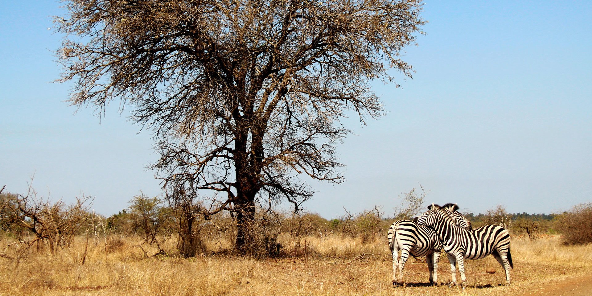 zebras in kruger national park