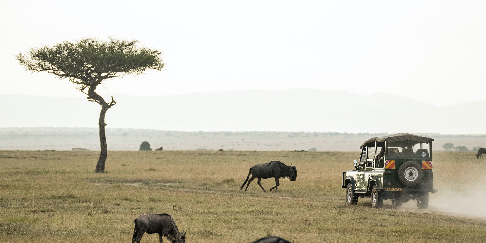 classic safaris and game drives in africa