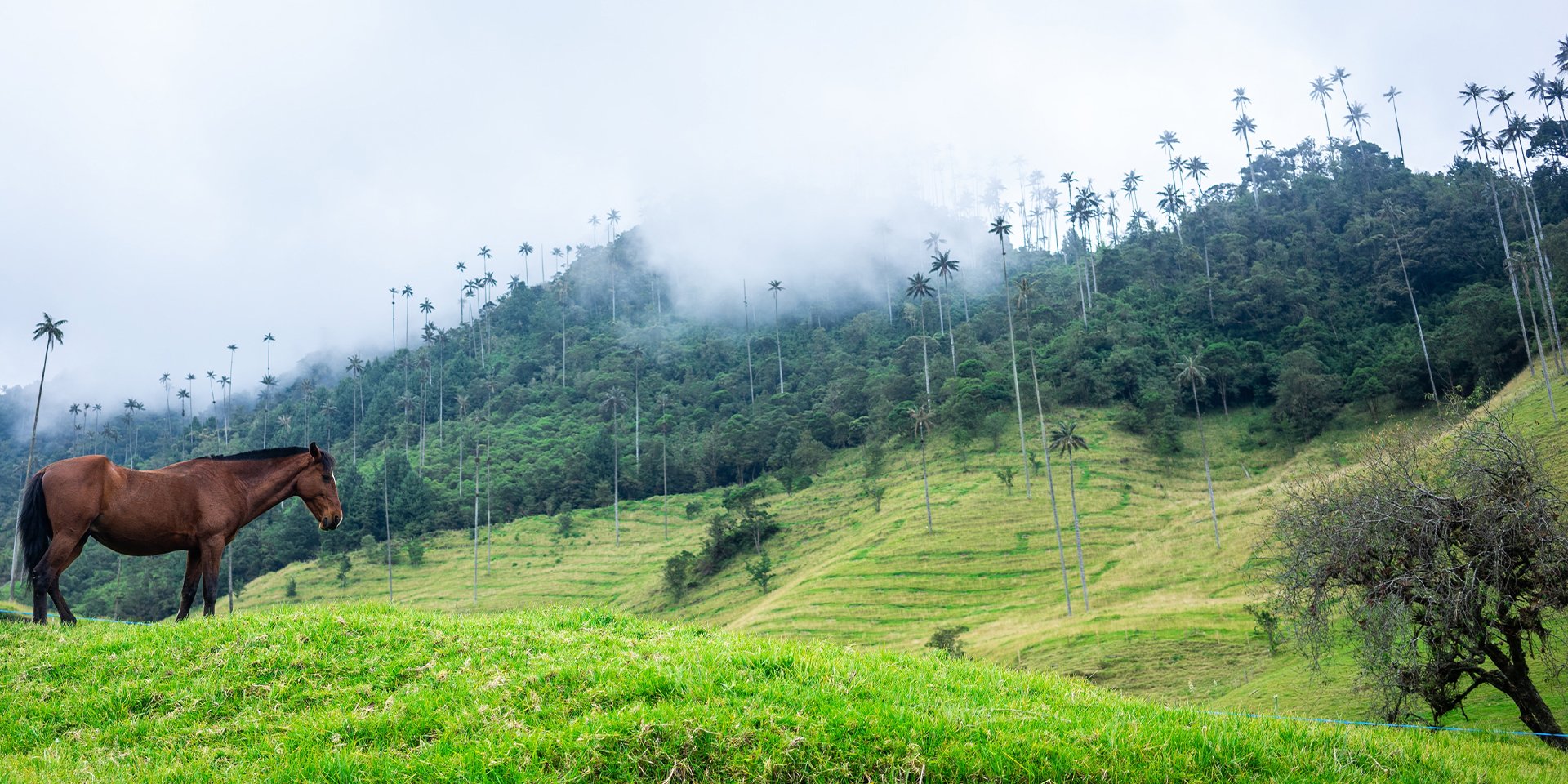 World Famous Coffee Experience in Colombia