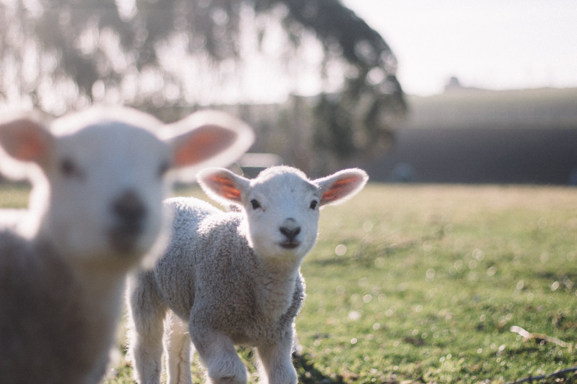 sheep farm Auckland region, new Zealand