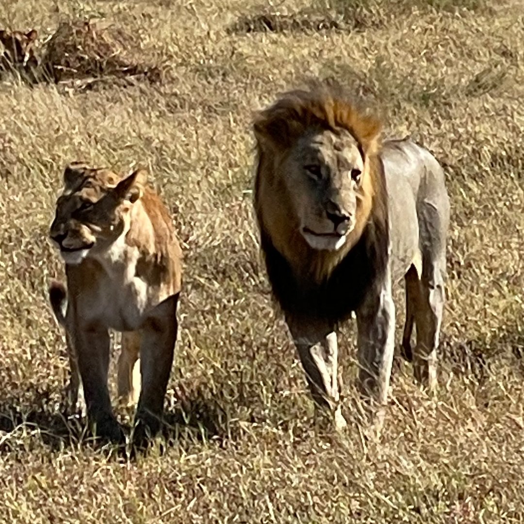lion sighting on a Botswana Safari
