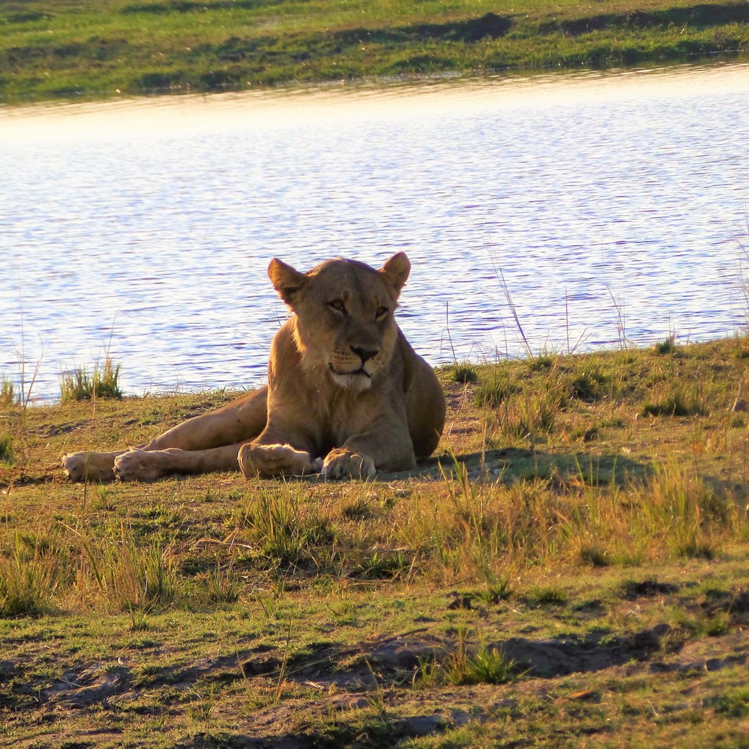 Botswana savanna