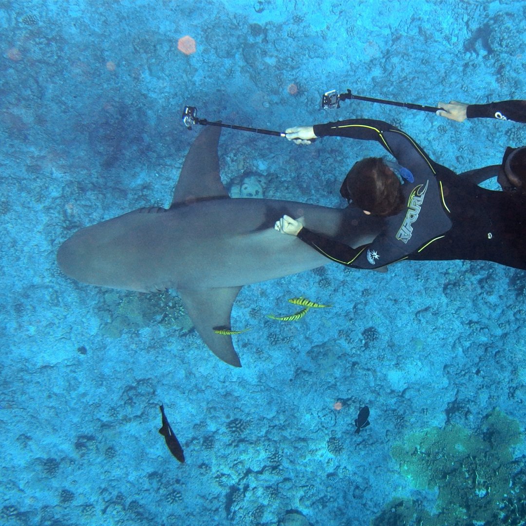 swimming with the sharks - bora bora vacation packages