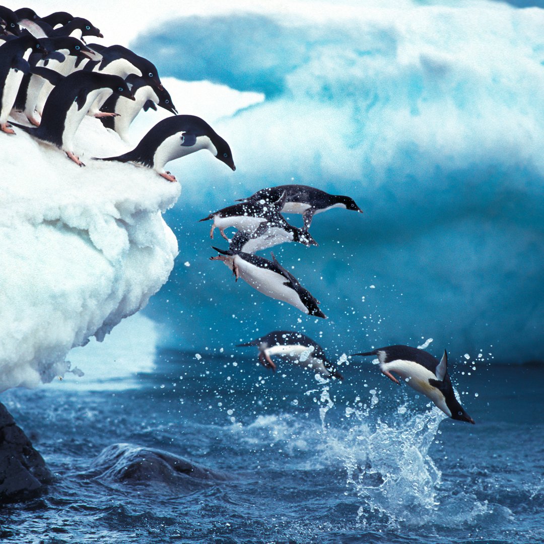 see the penguins of paulet island on your expedition cruise to Antarctica 