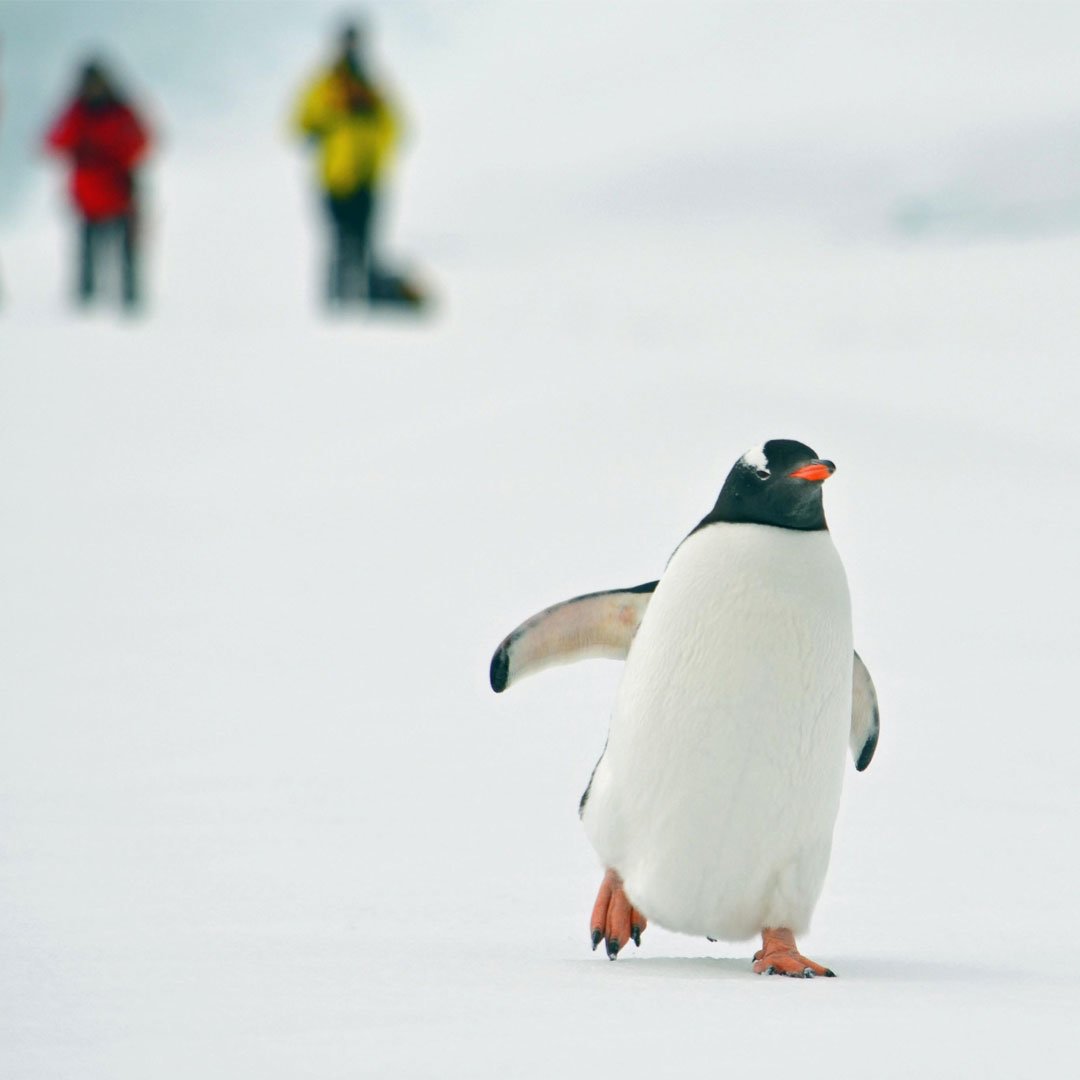 get up close and personal with penguins on your trip