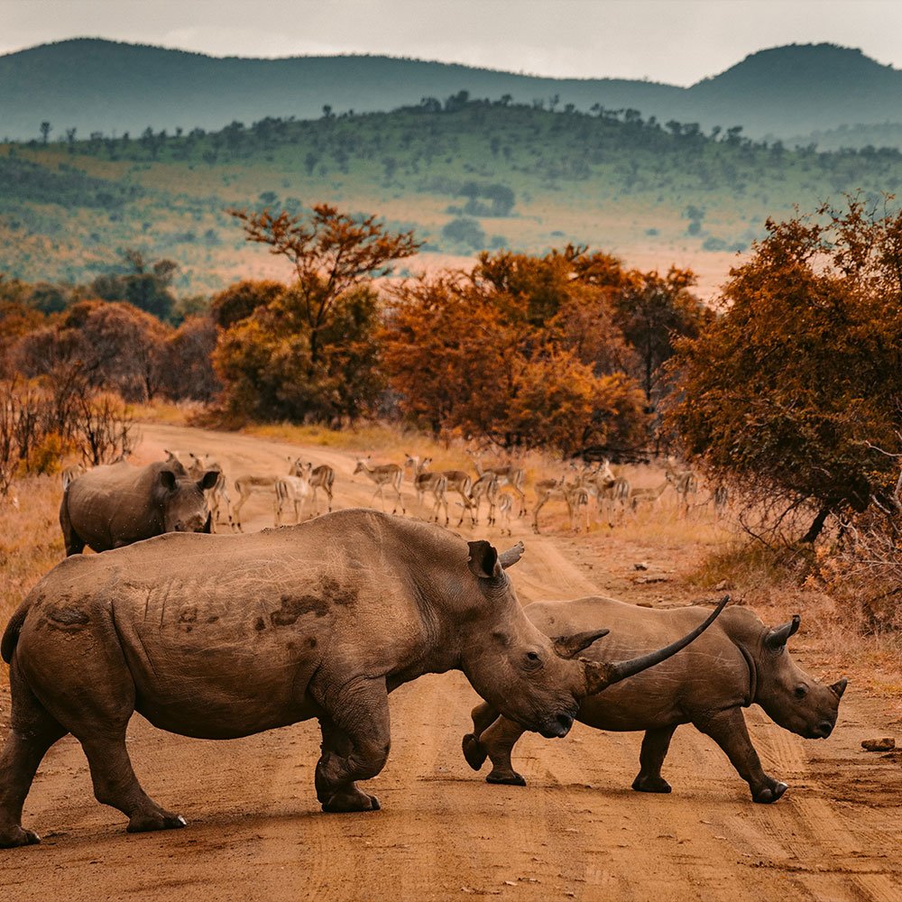 safari in south africa