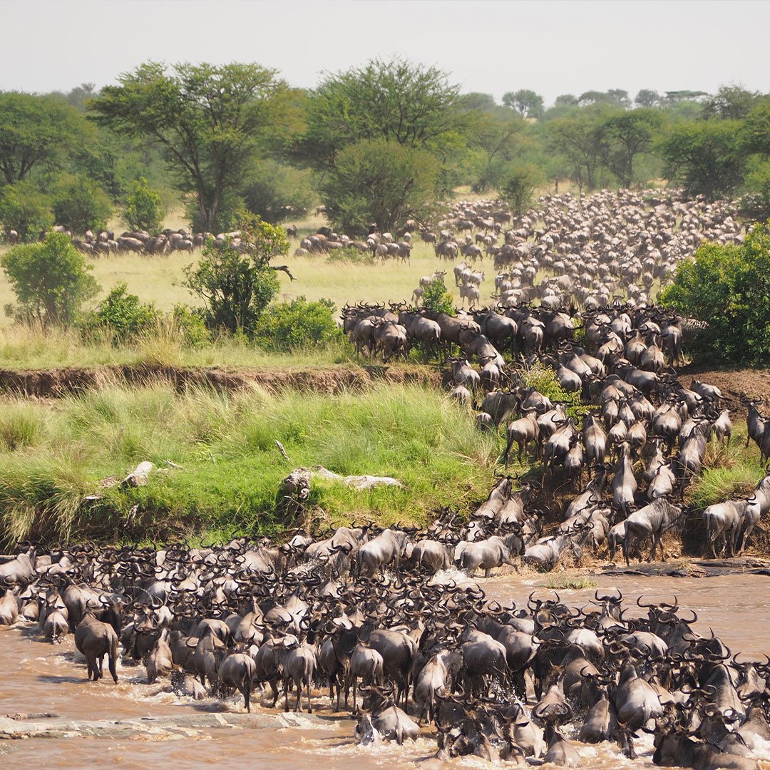 wildebeest migration during a game drive