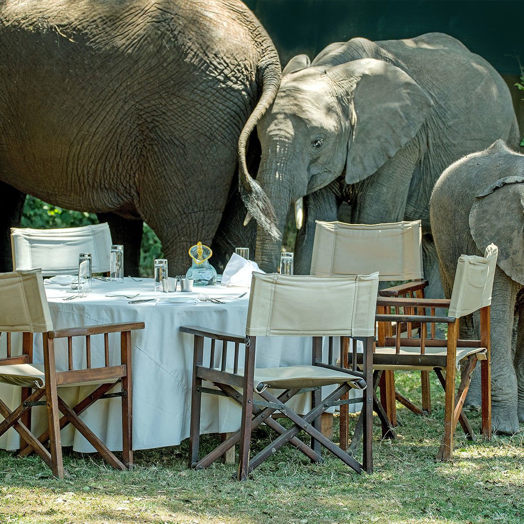 african elephants get up close and personal