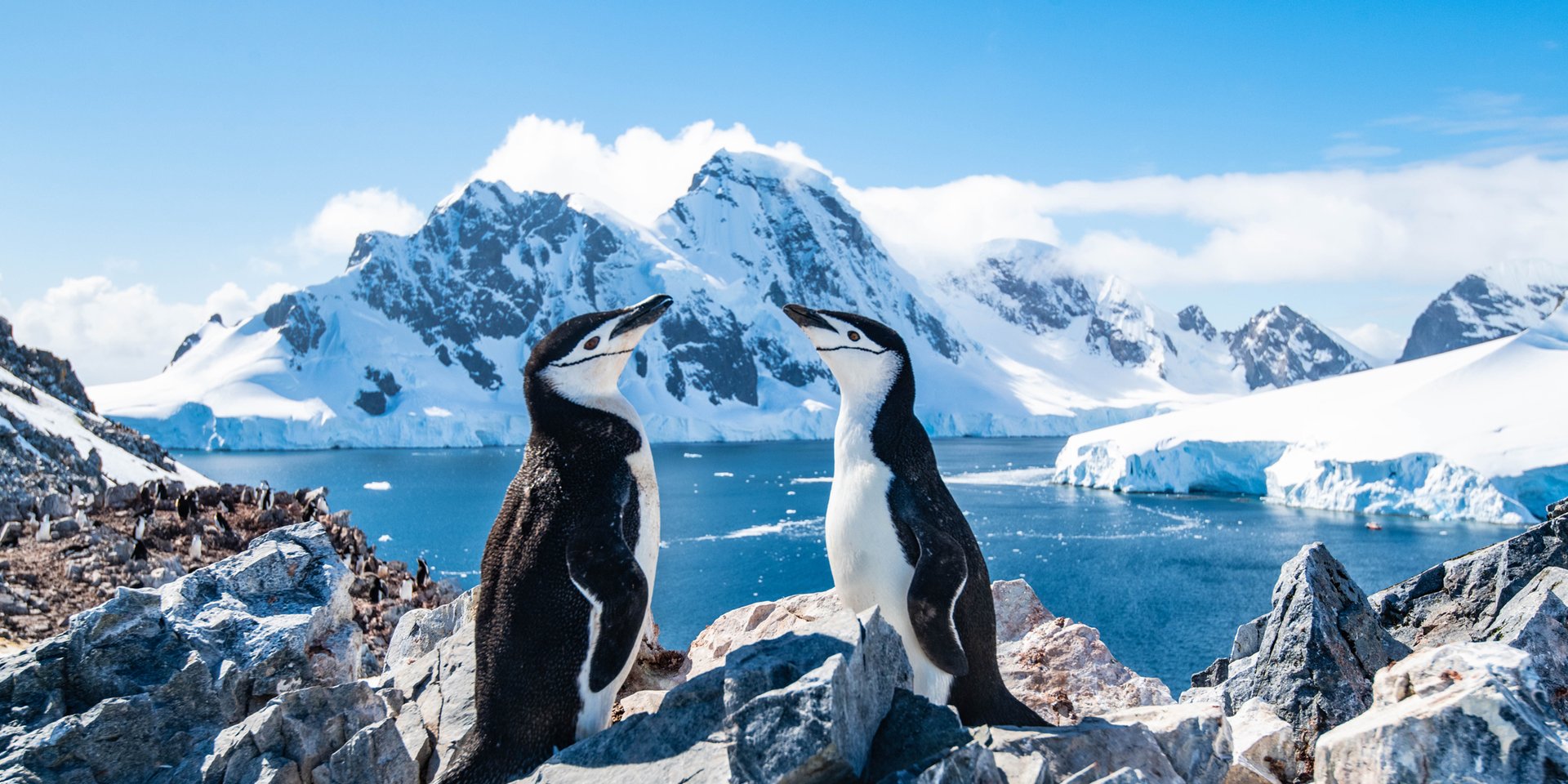 see penguins on a trip to Antarctica
