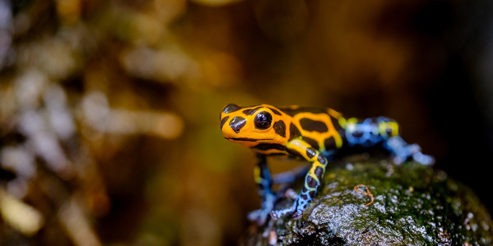 Three-colored harlequin toad in the peruvian rainforest