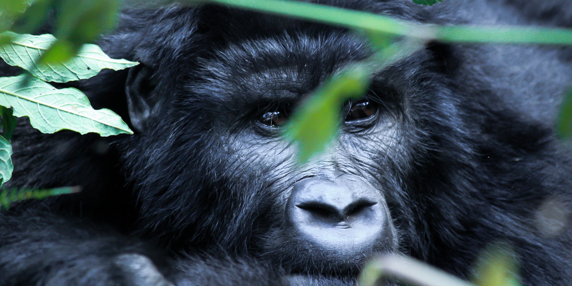 rwanda gorilla trekking tours