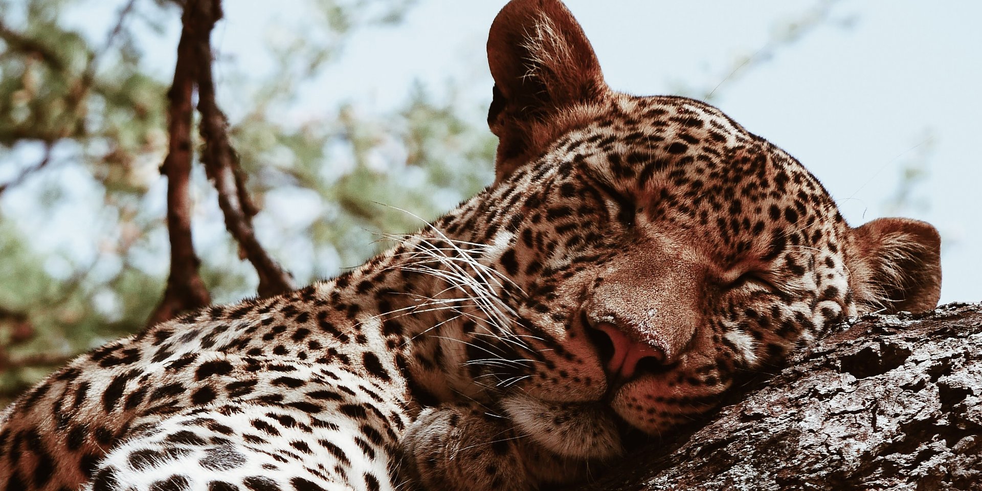 spotted leopard in a tree