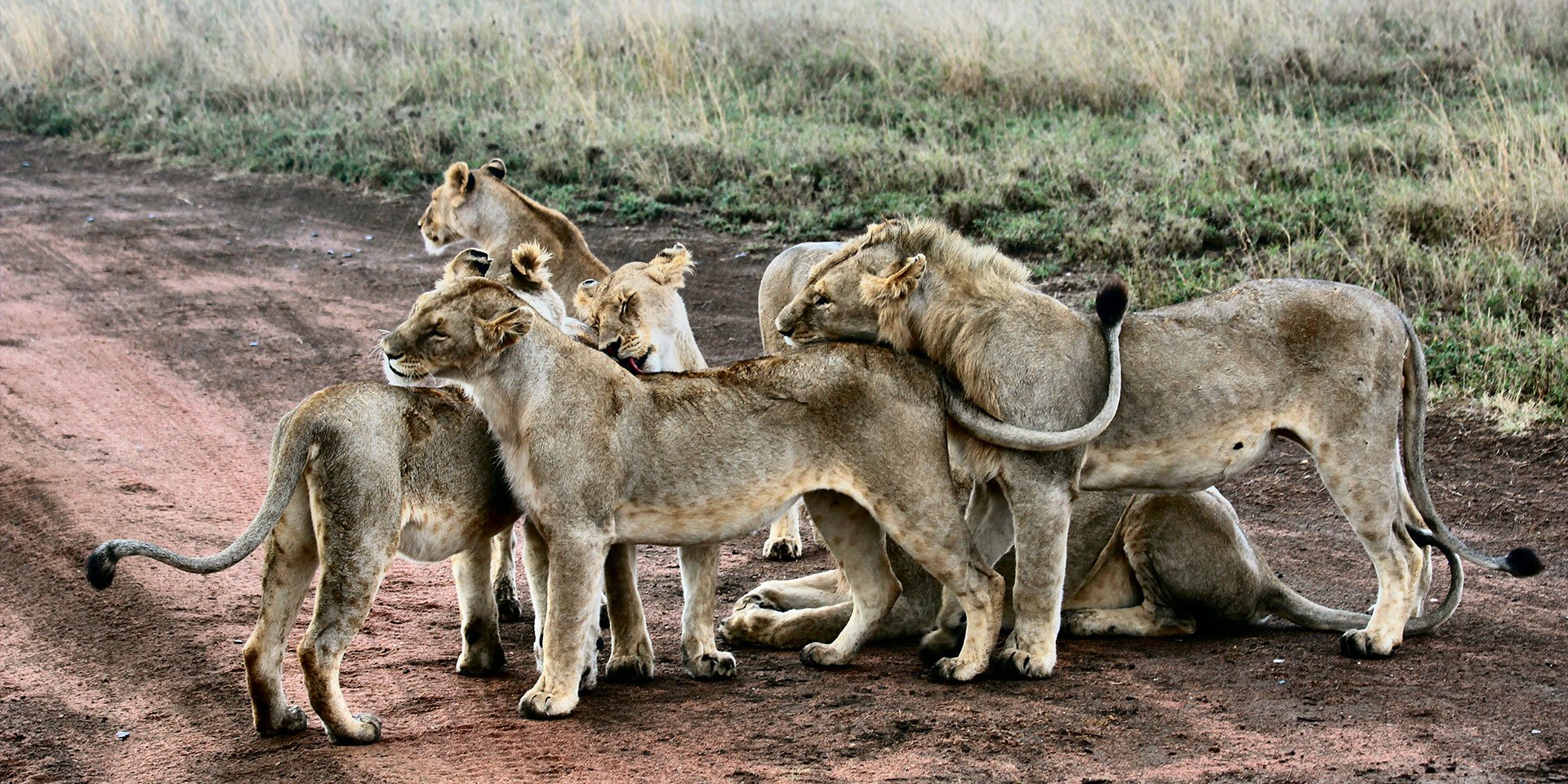 Loin pride sighting on african safari
