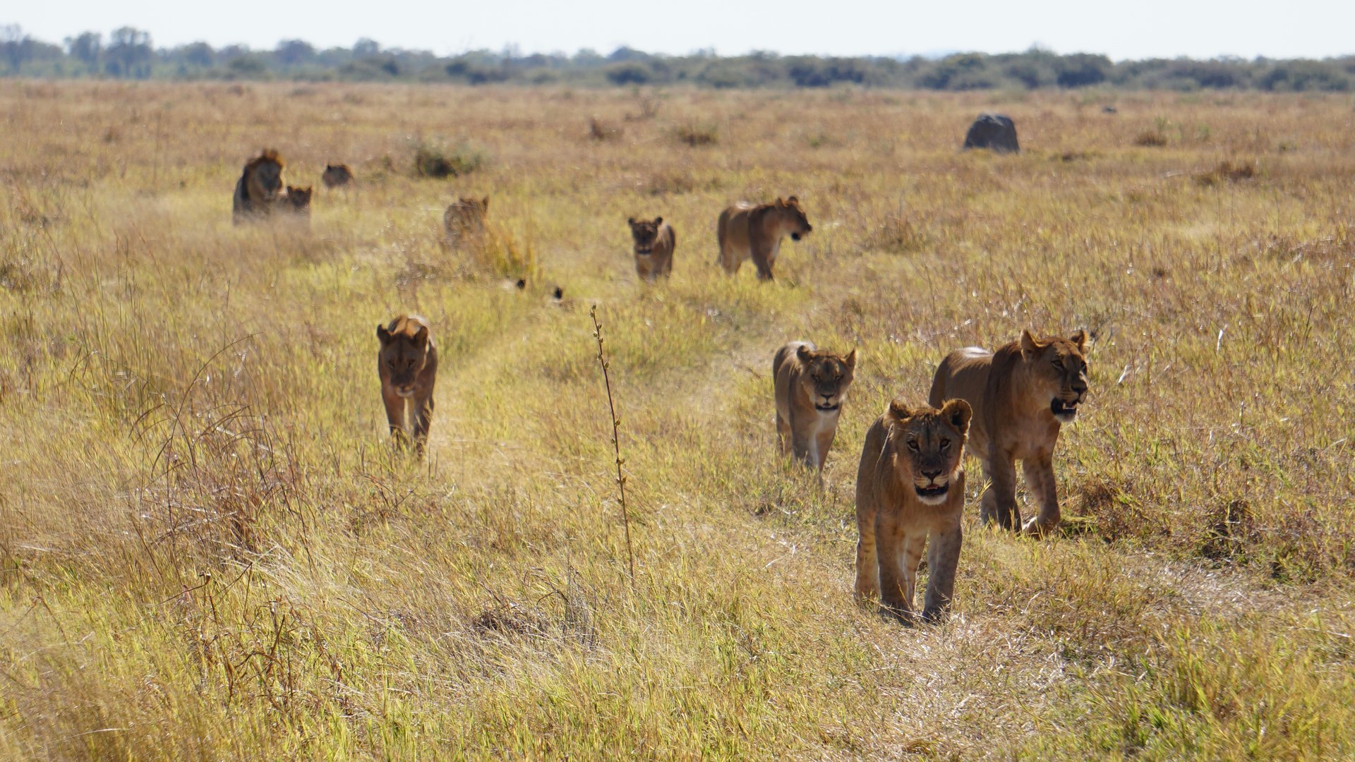See a march lion pride on your Botswana Safari