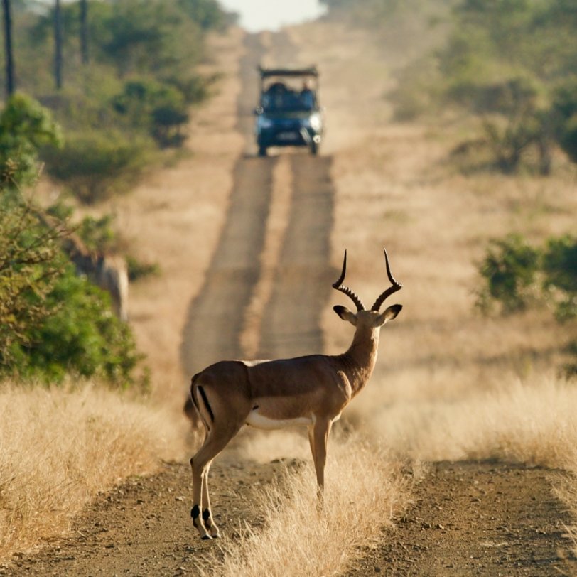 For many, nothing says Dream Vacation like a safari.