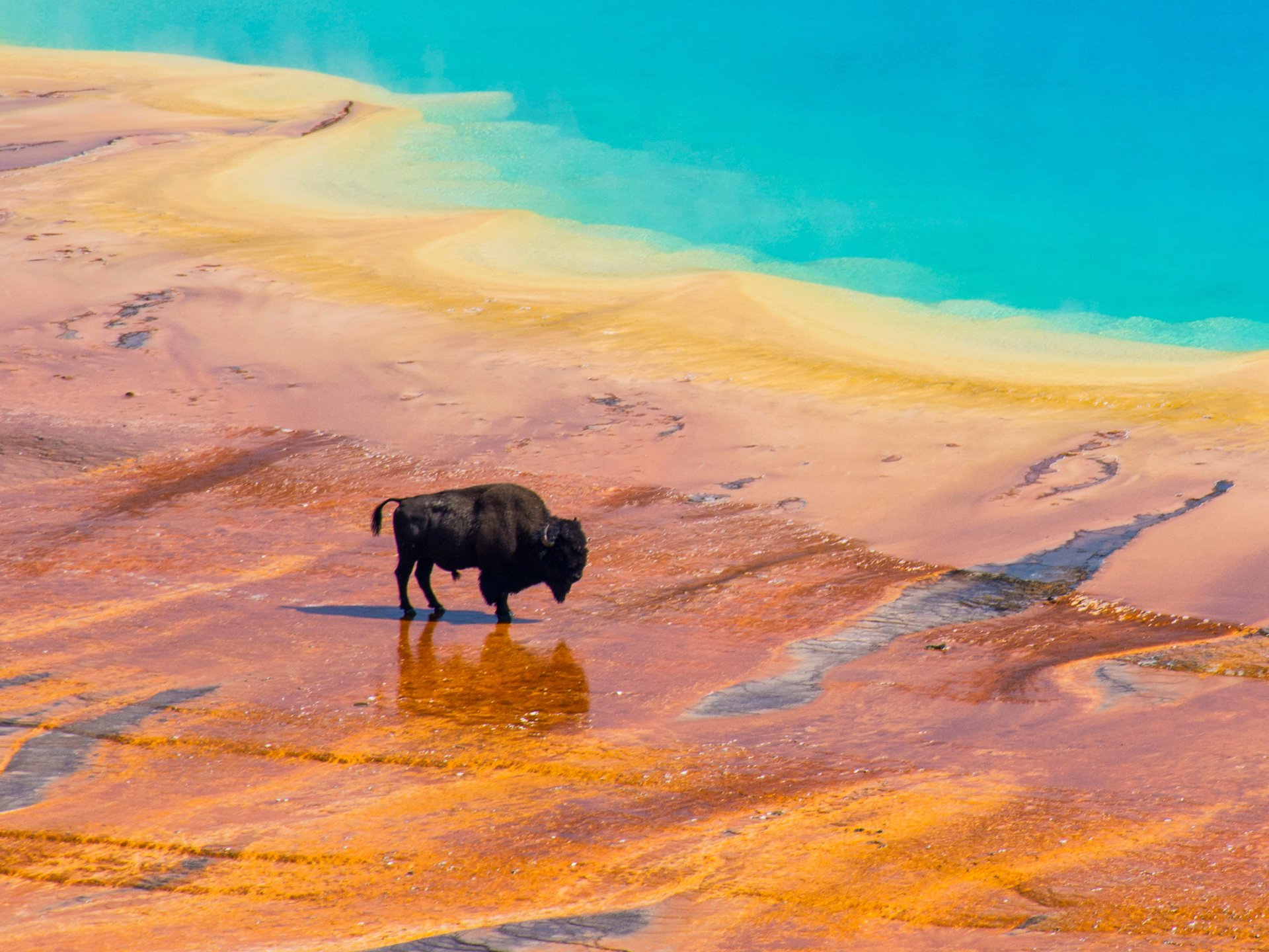 Yellowstone adventure