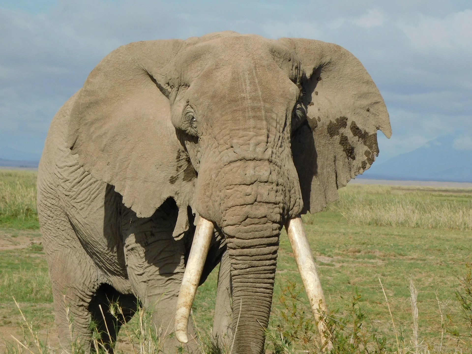 african elephant